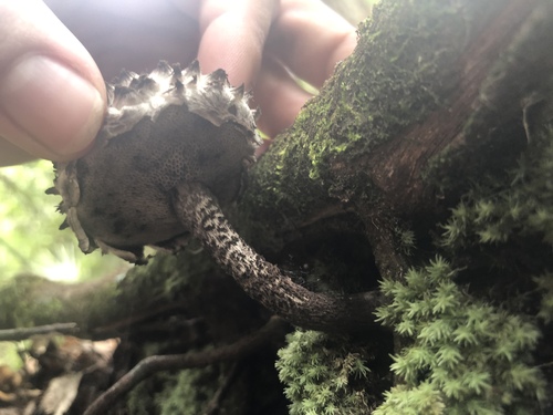 Strobilomyces strobilaceus image