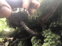 Strobilomyces strobilaceus image