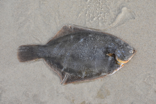 Winter flounder (Pseudopleuronectes americanus) — Pleuronectidae — 2