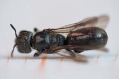 Foveosmia