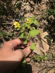 Lysimachia tonsa