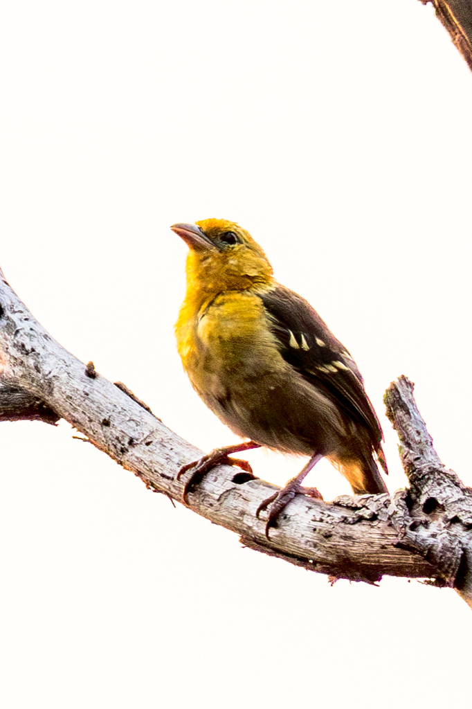 Sao Tome Weaver photo