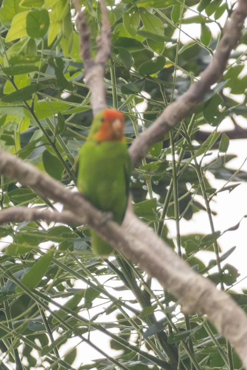 Red-headed Lovebird (Agapornis pullarius), photo 3