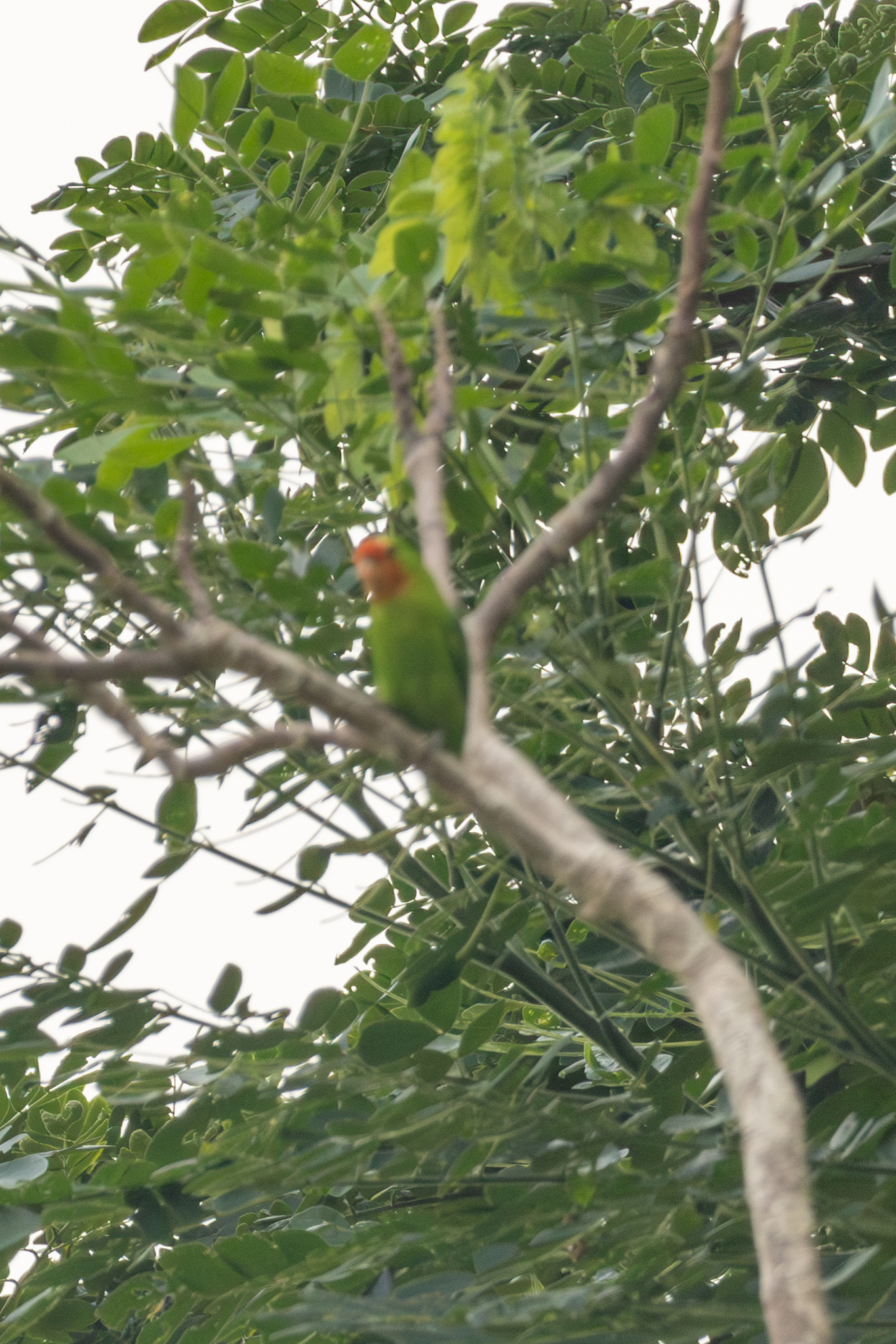 Red-headed Lovebird (Agapornis pullarius), photo 2