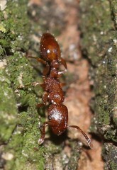 Temnothorax schaumii