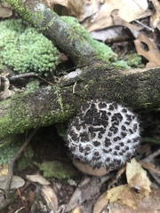 Strobilomyces strobilaceus image