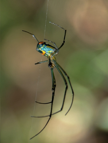 Mabel Orchard Orbweaver, Davie, FL 33328, USA, photo 9 of 10