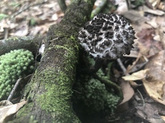 Strobilomyces strobilaceus image