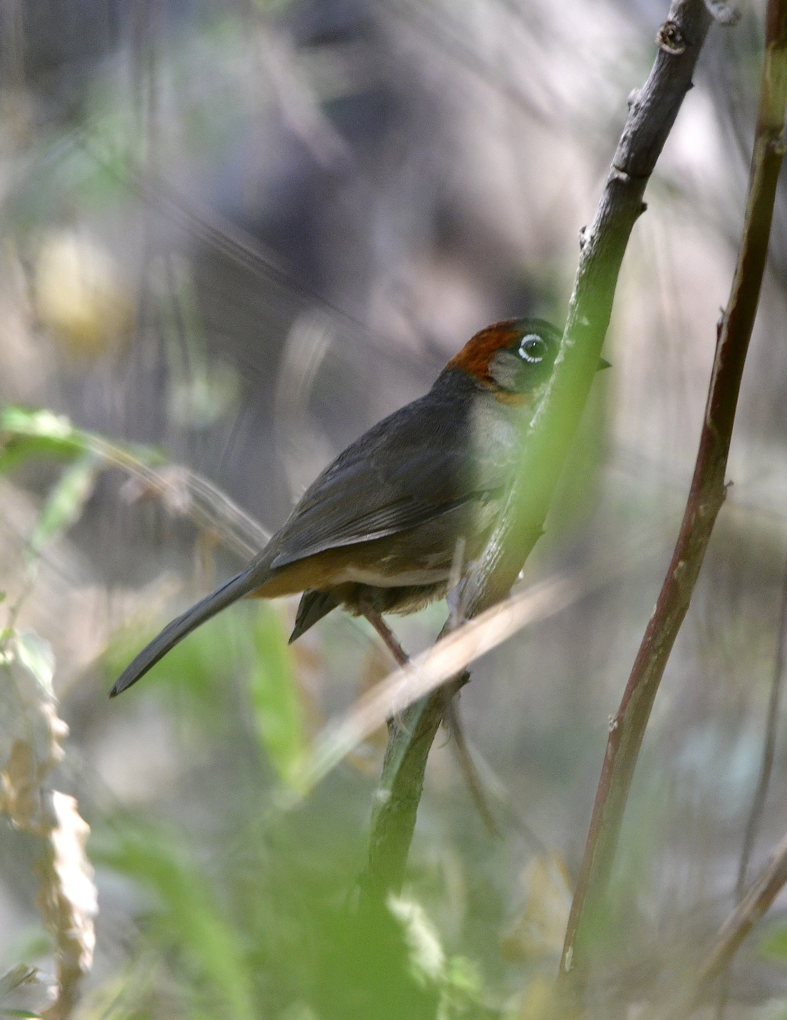 Rusty-crowned Ground Sparrow (Melozone kieneri), photo 5