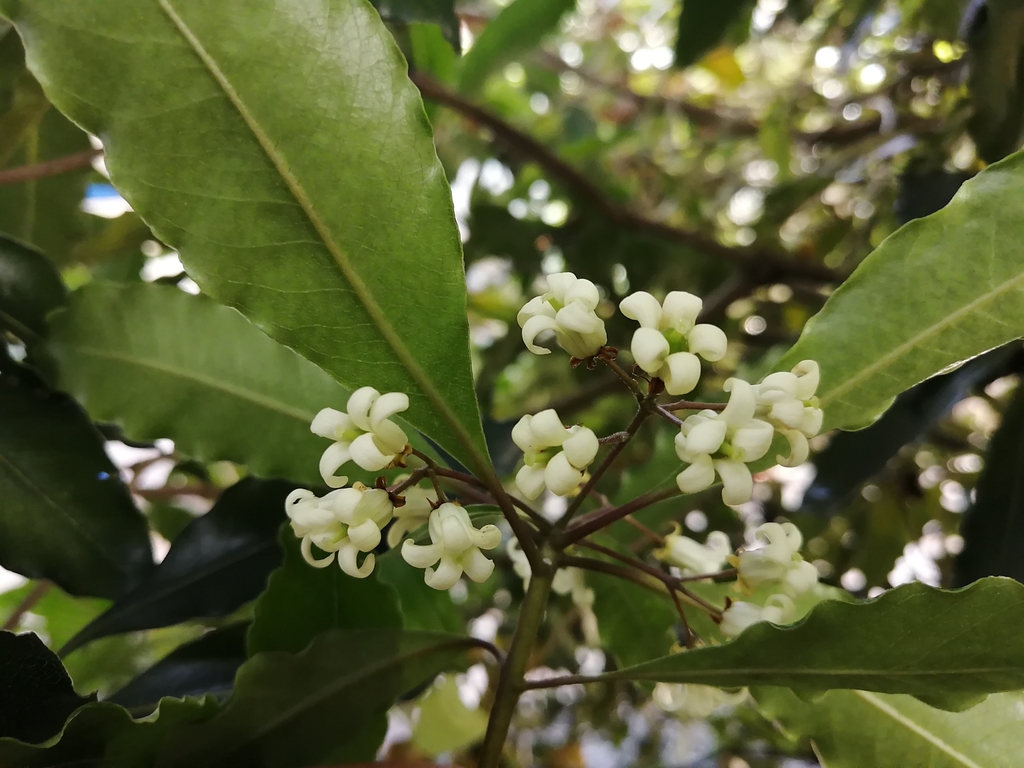Pittosporum undulatum — an easy houseplant, prefers full sun light