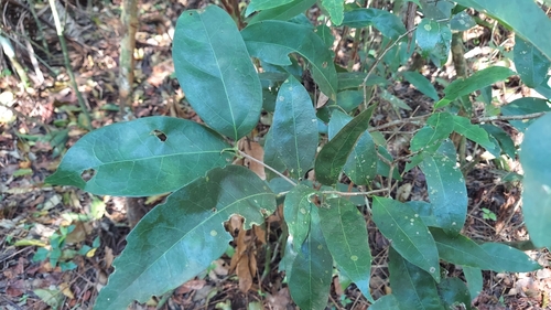 Image of Damburneya coriacea by (c) Athena Philips, some rights reserved (CC BY)