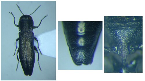 Agrilus obscuricollis