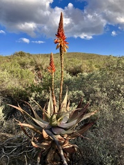 Aloe microstigma microstigma