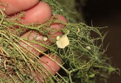 Usnea intermedia