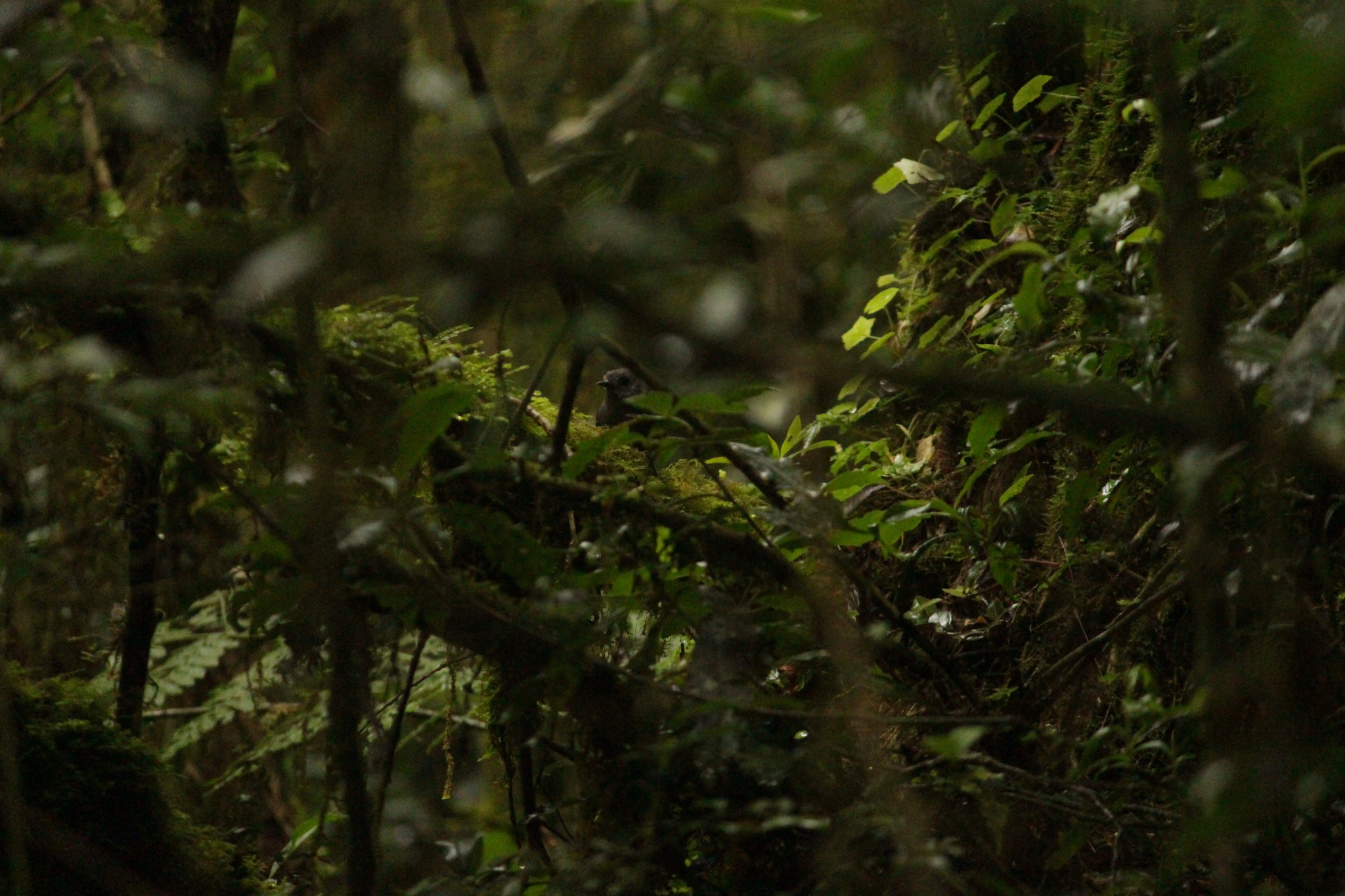 Mouse-colored Tapaculo (Scytalopus speluncae), photo 9