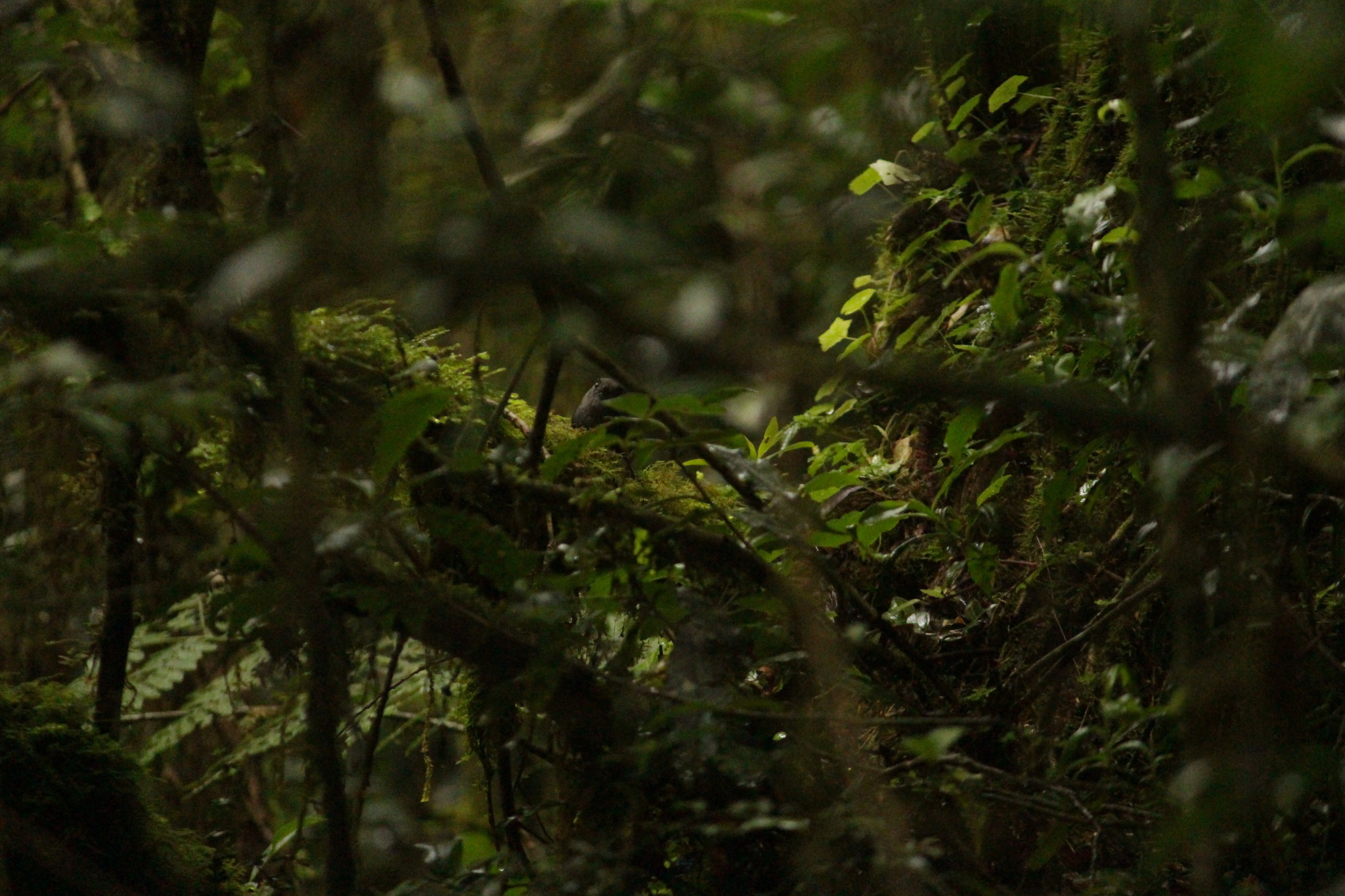 Mouse-colored Tapaculo (Scytalopus speluncae), photo 10