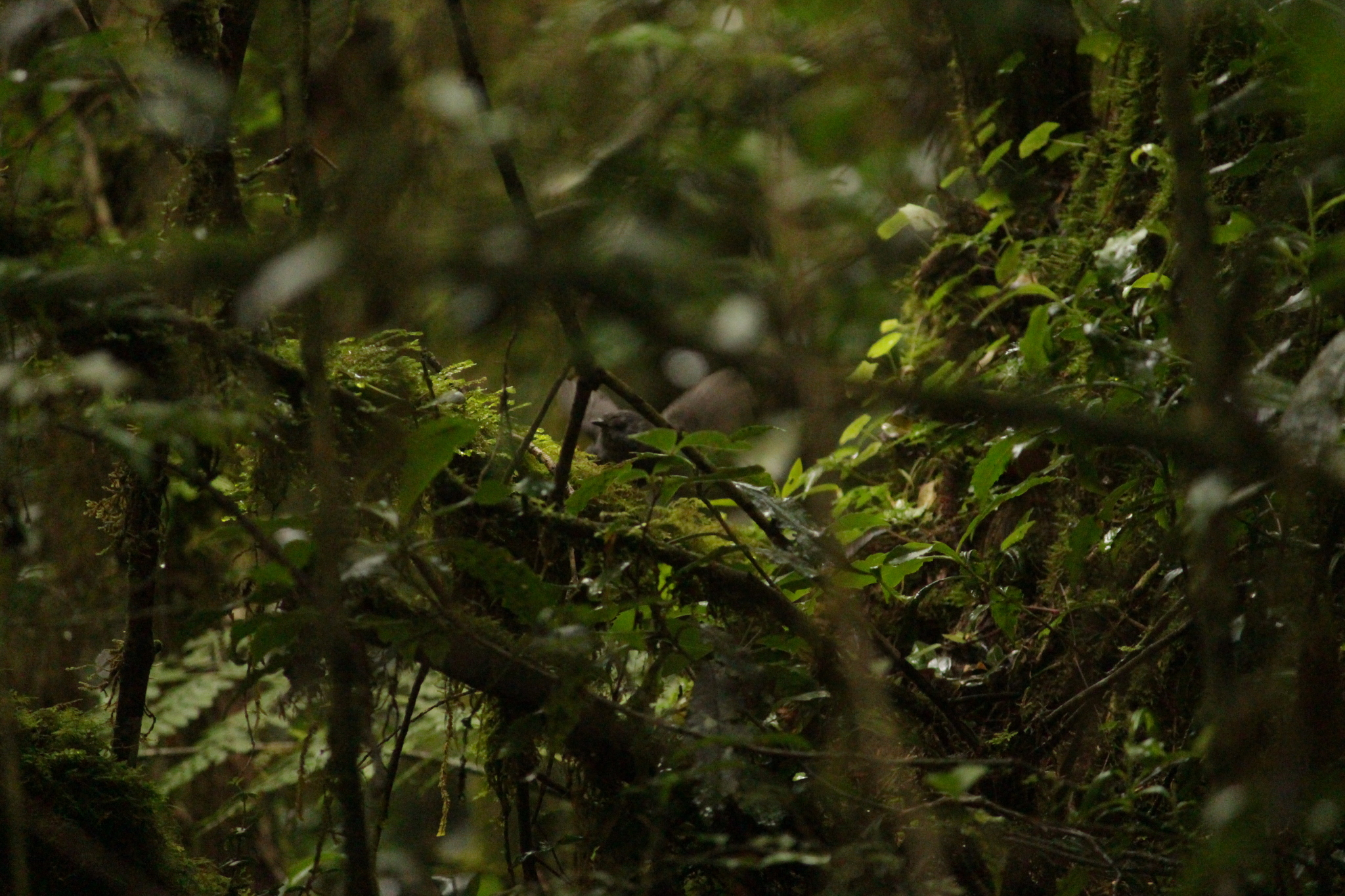 Mouse-colored Tapaculo (Scytalopus speluncae), photo 2