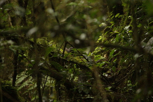 Mouse-colored Tapaculo (Scytalopus speluncae)