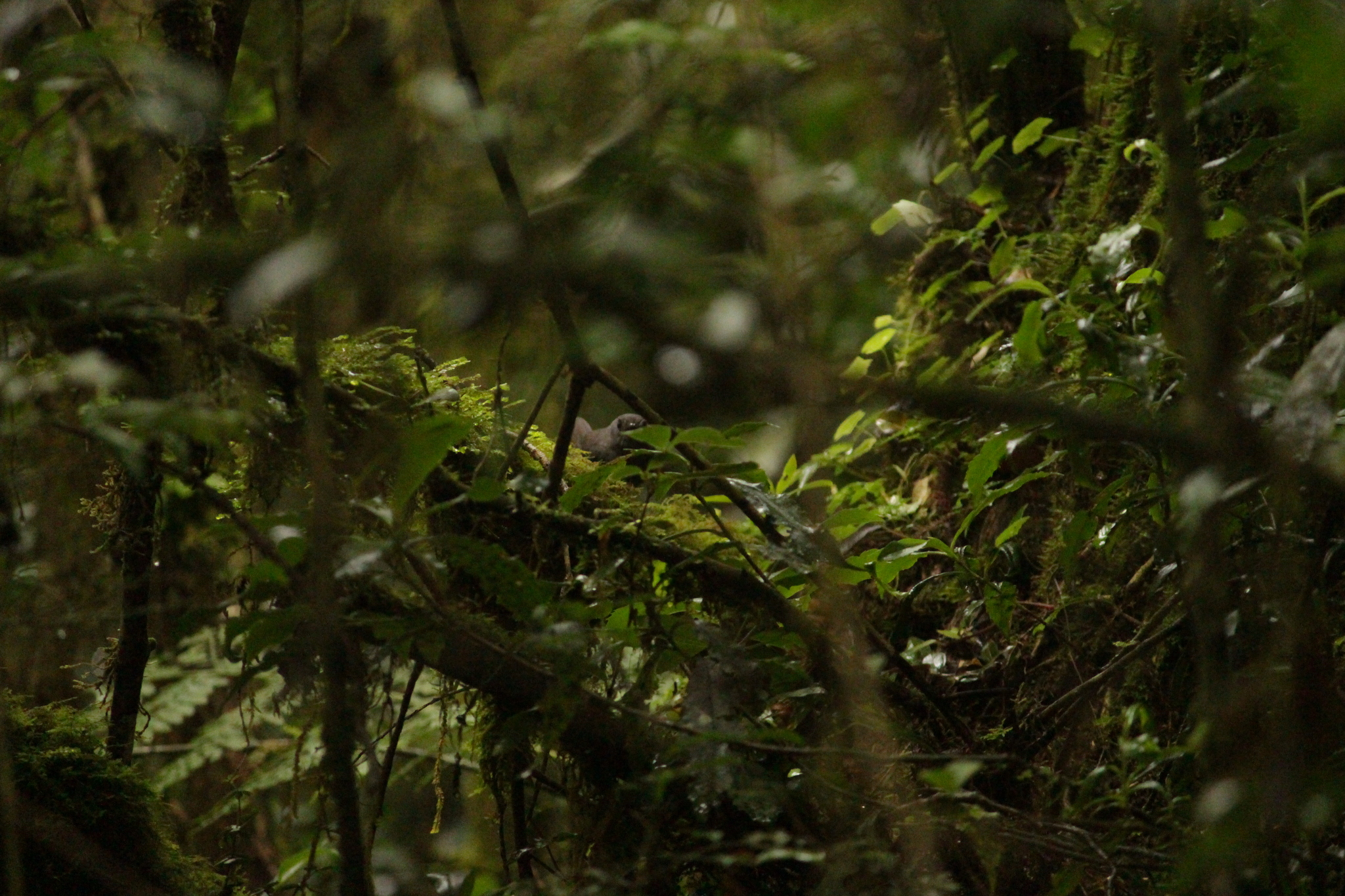 Mouse-colored Tapaculo (Scytalopus speluncae), photo 1
