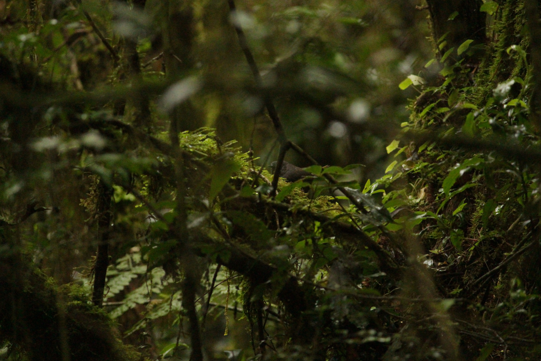 Mouse-colored Tapaculo (Scytalopus speluncae), photo 4