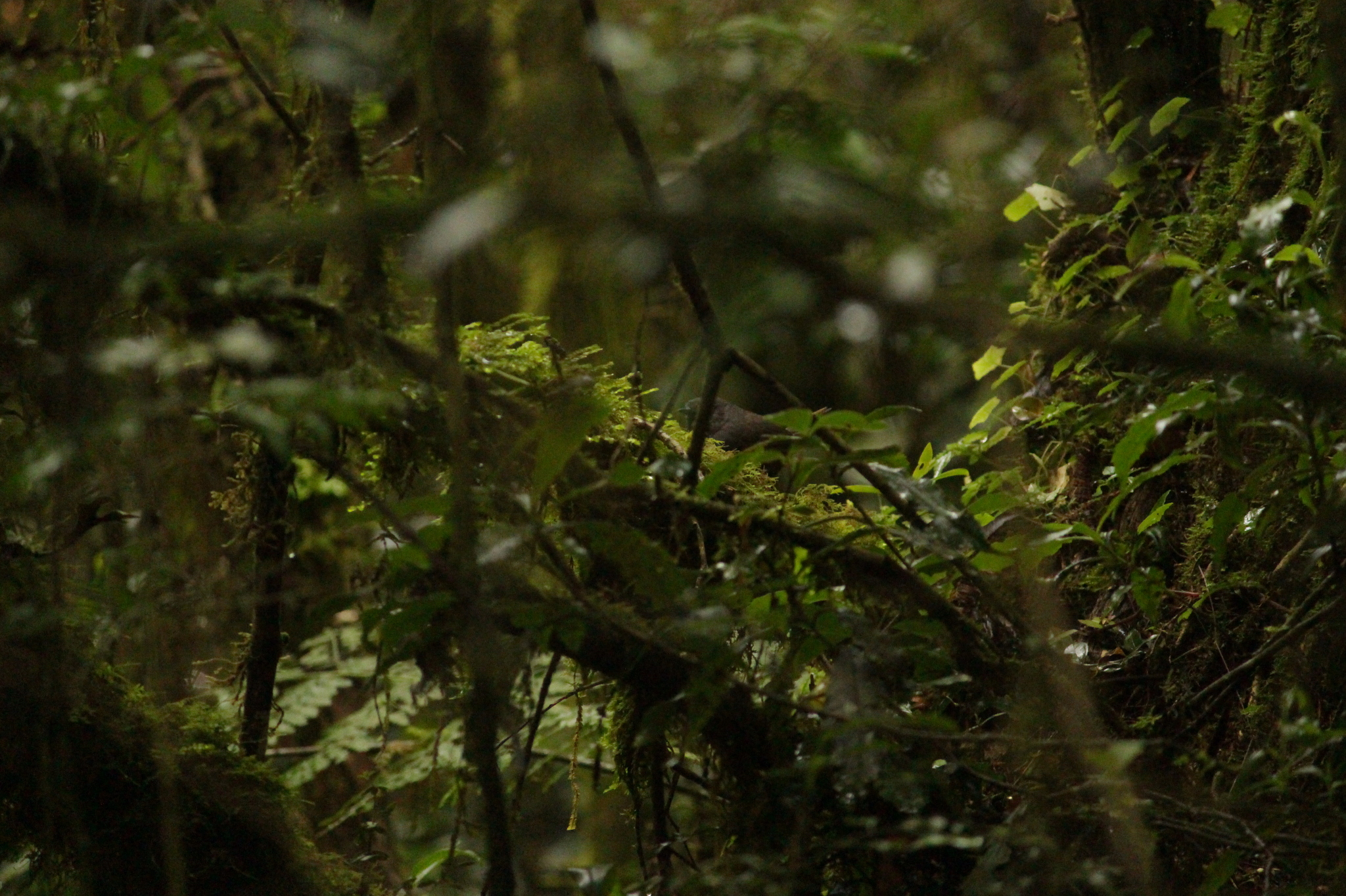 Mouse-colored Tapaculo (Scytalopus speluncae), photo 5