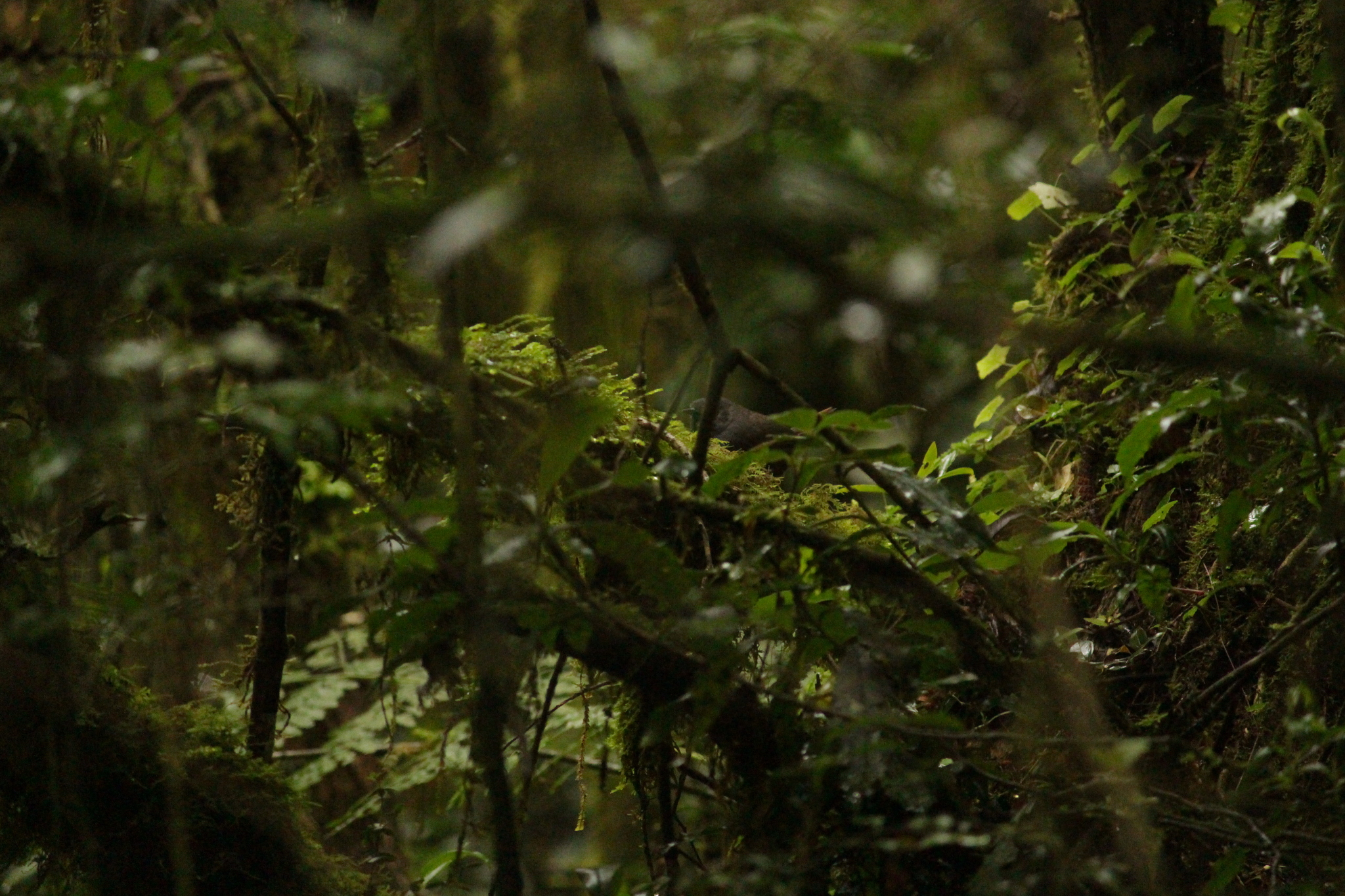 Mouse-colored Tapaculo (Scytalopus speluncae), photo 6