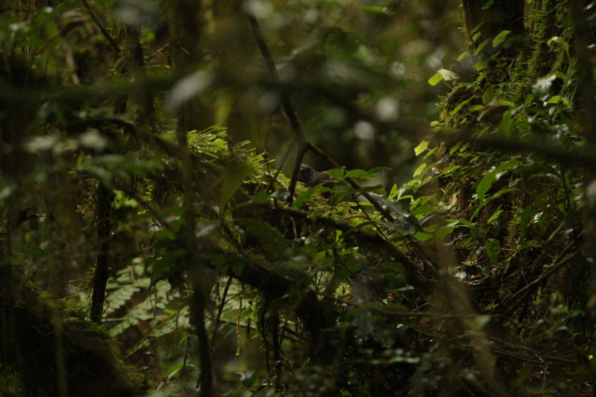 Mouse-colored Tapaculo (Scytalopus speluncae), photo 7