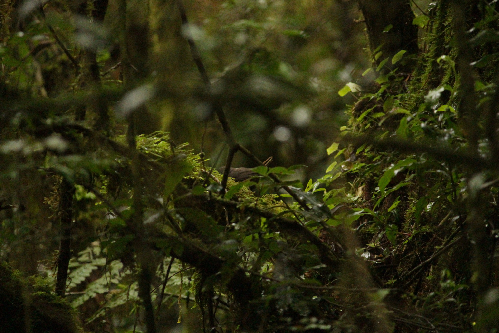 Mouse-colored Tapaculo (Scytalopus speluncae), photo 8