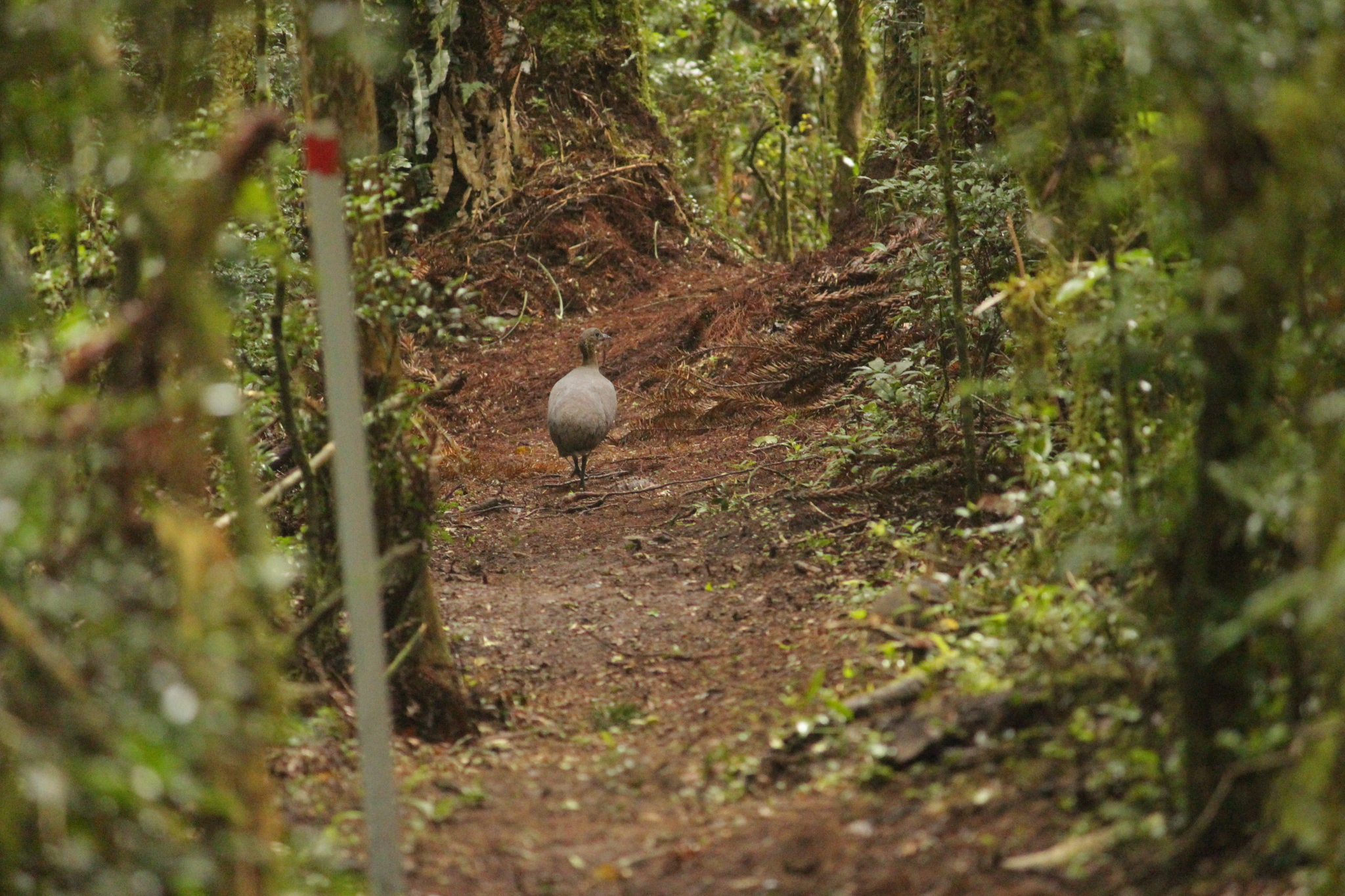 Solitary Tinamou (Tinamus solitarius), photo 2