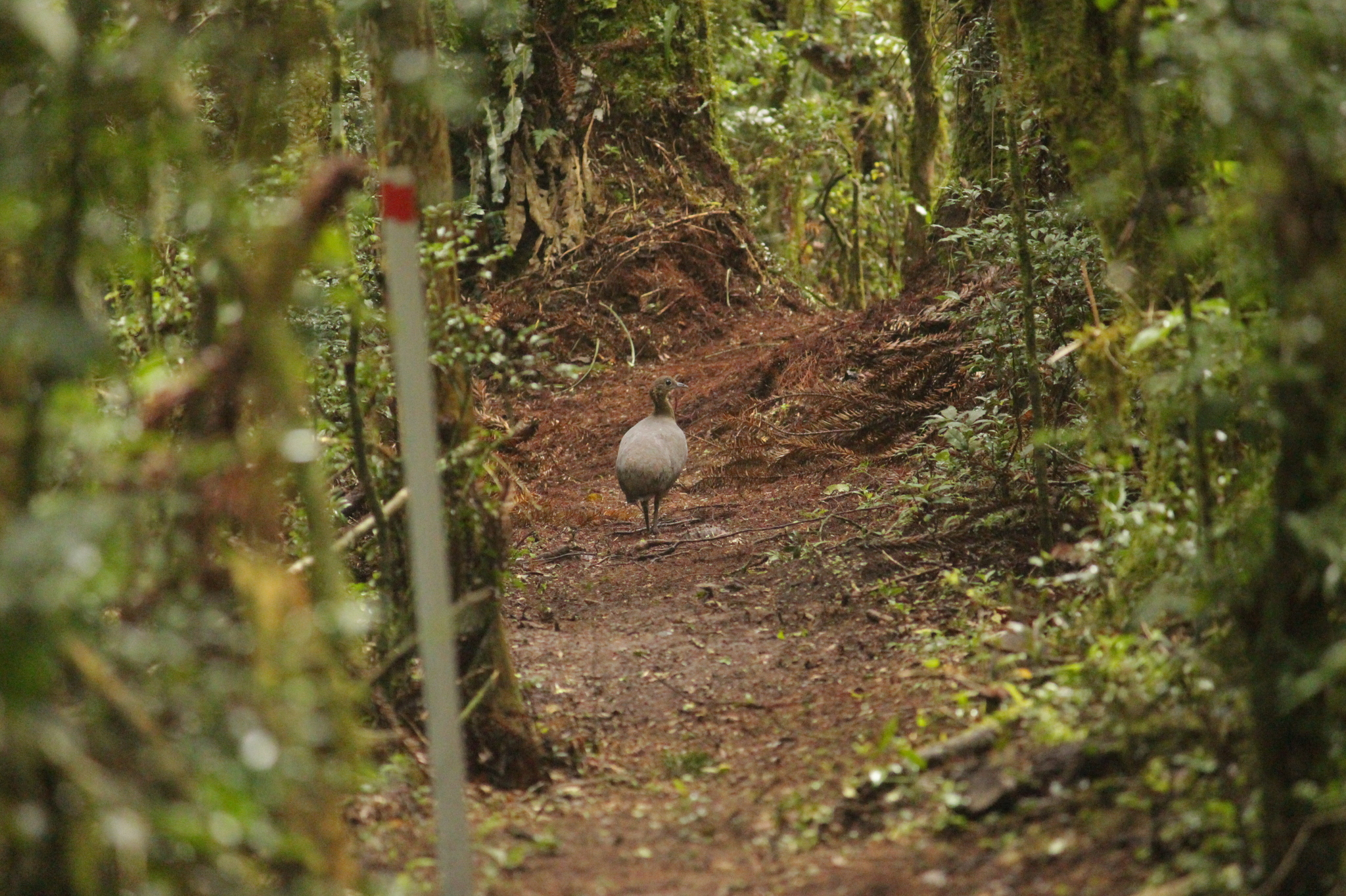 Solitary Tinamou (Tinamus solitarius), photo 3