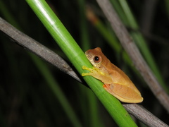 Dendropsophus bipunctatus