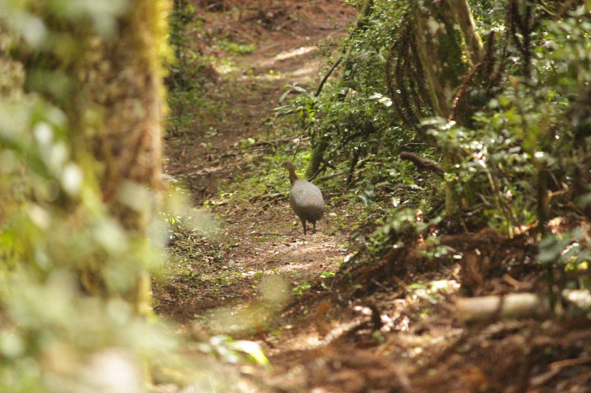 Solitary Tinamou (Tinamus solitarius), photo 4