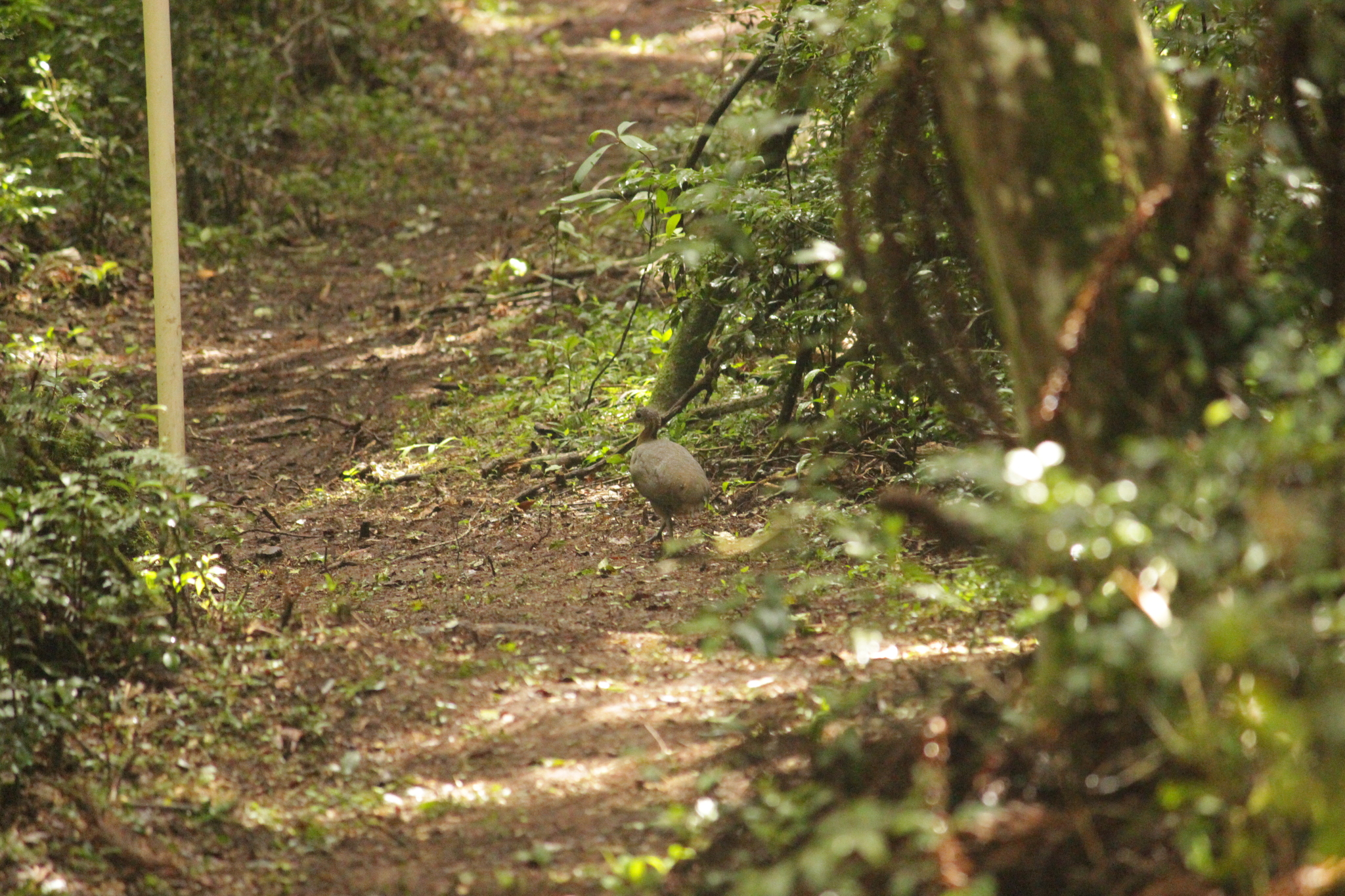 Solitary Tinamou (Tinamus solitarius), photo 5
