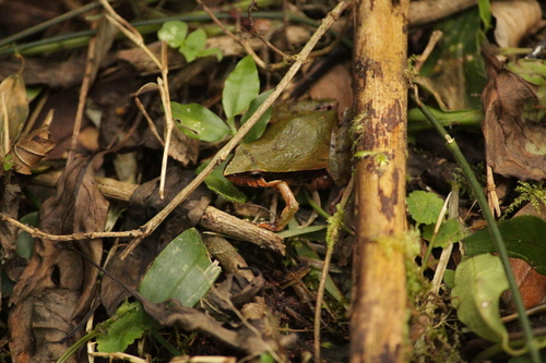Braun's Dwarf Frog, Physalaemus lisei