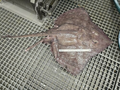 Spinetail ray (Bathyraja spinicauda) — Arhynchobatidae