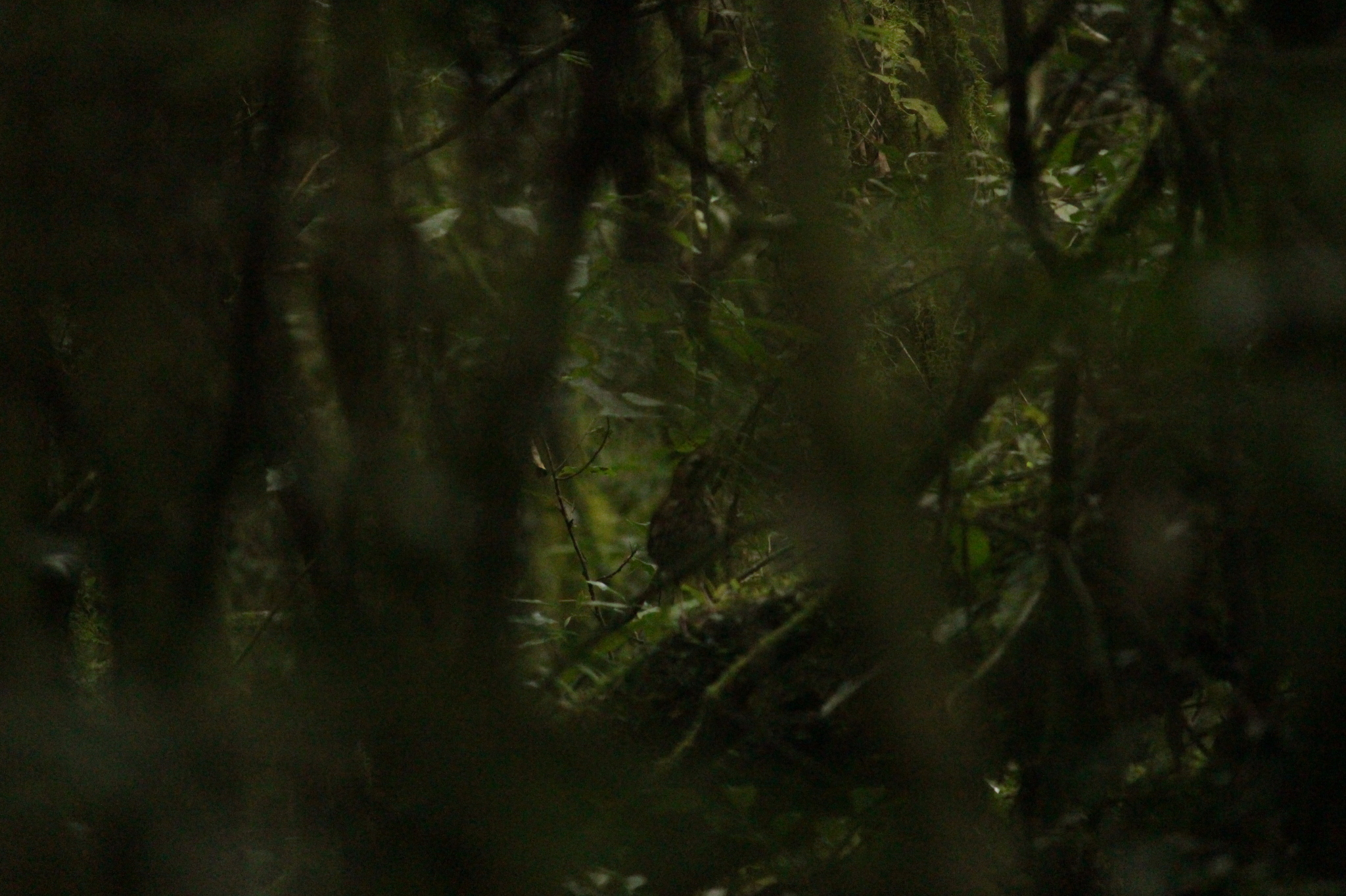 Short-tailed Antthrush (Chamaeza campanisona), photo 5