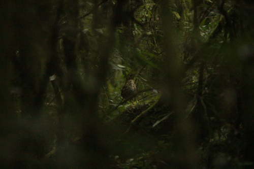 Short-tailed Antthrush (Chamaeza campanisona), photo 7