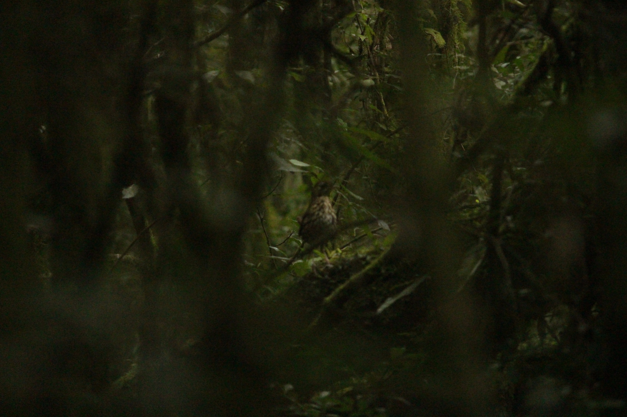 Short-tailed Antthrush (Chamaeza campanisona), photo 8
