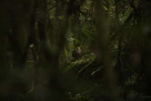 Short-tailed Antthrush (Chamaeza campanisona), photo 6