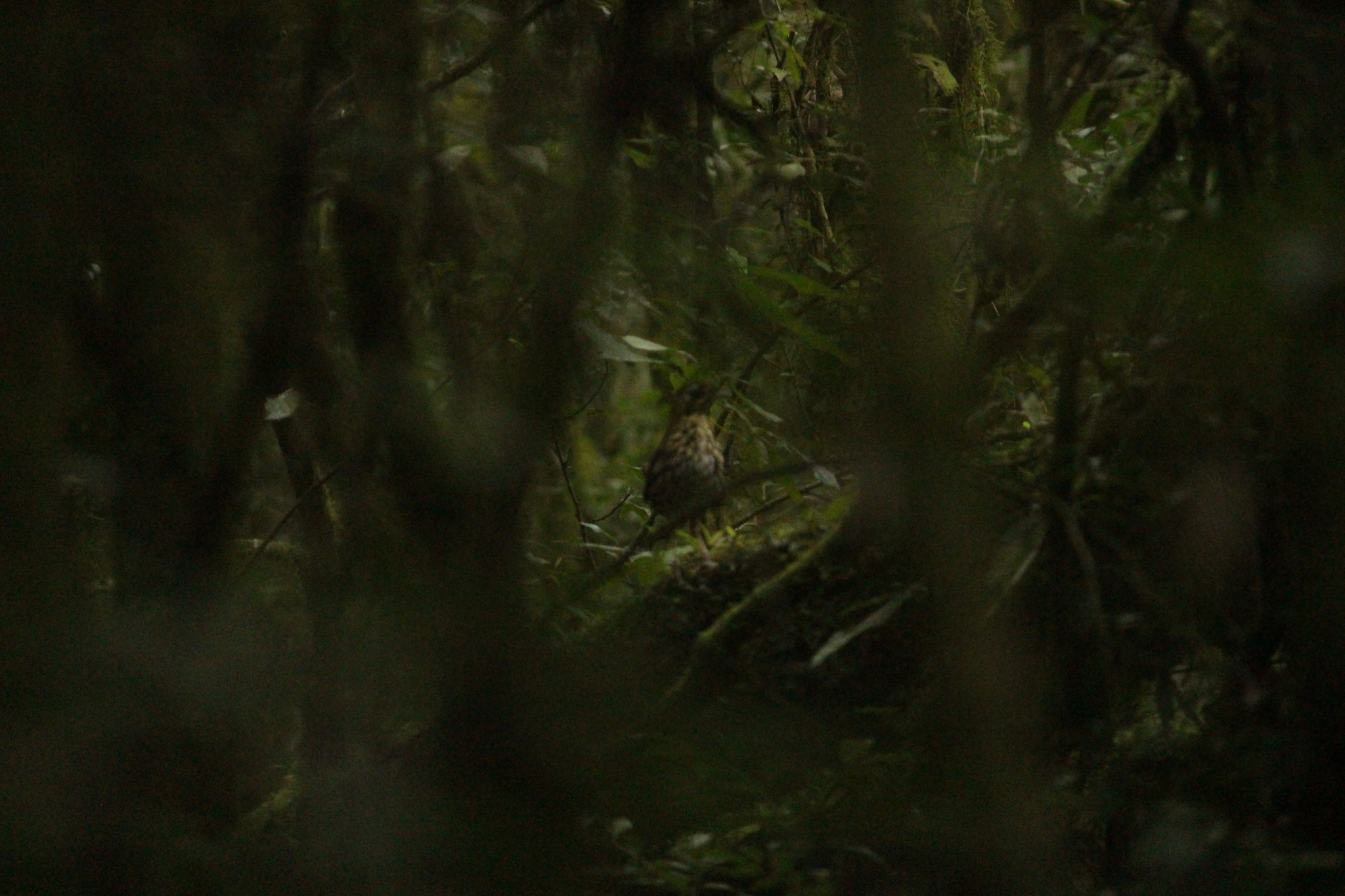 Short-tailed Antthrush (Chamaeza campanisona), photo 7