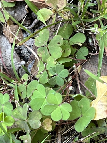 Oxalis corniculata observed 2025-01-21
