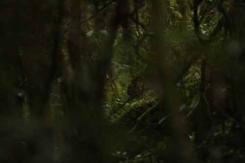 Short-tailed Antthrush (Chamaeza campanisona), photo 5
