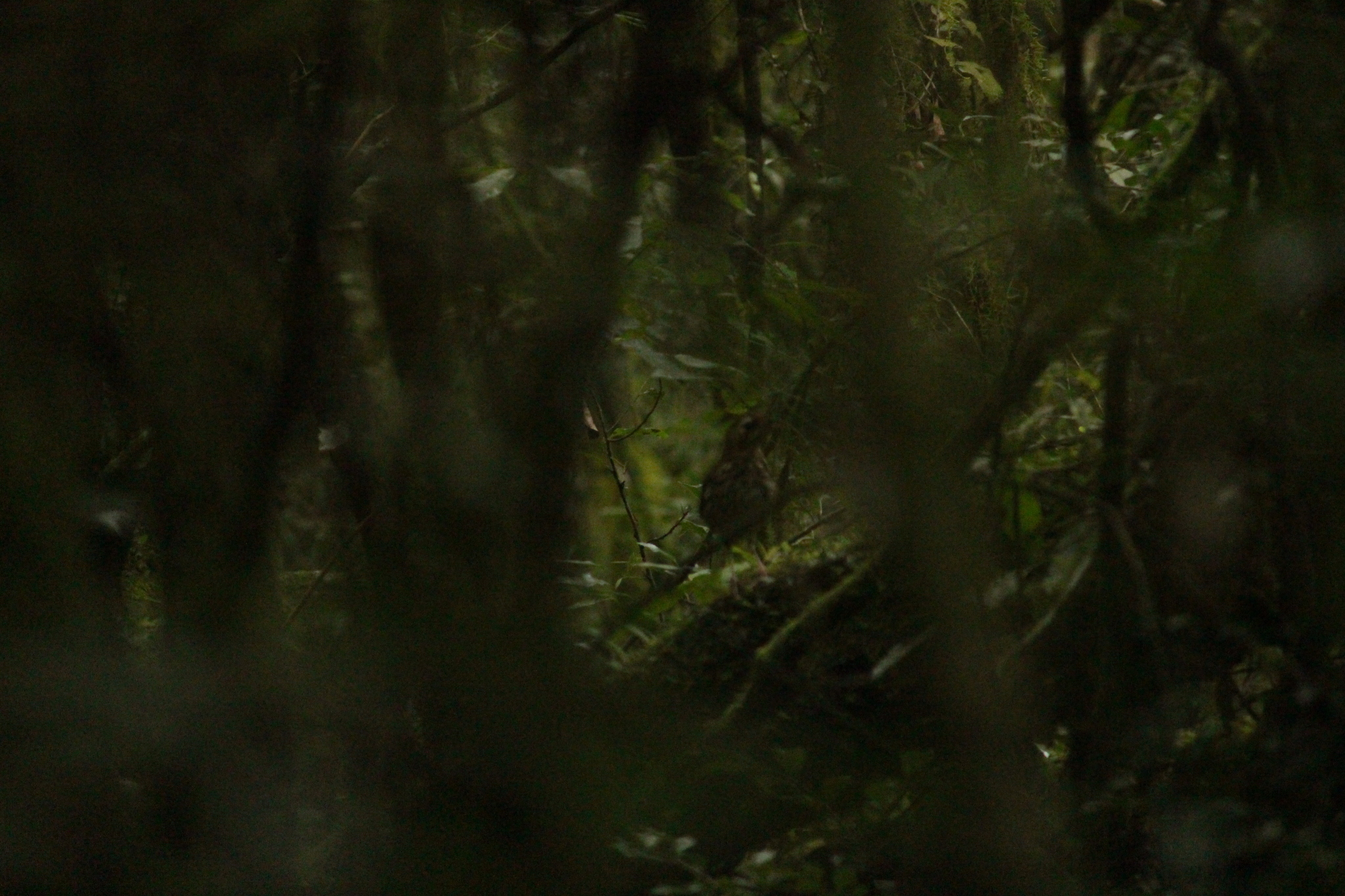Short-tailed Antthrush (Chamaeza campanisona), photo 6