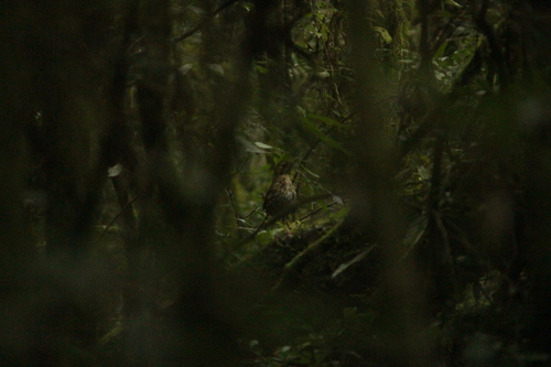 Short-tailed Antthrush (Chamaeza campanisona), photo 8
