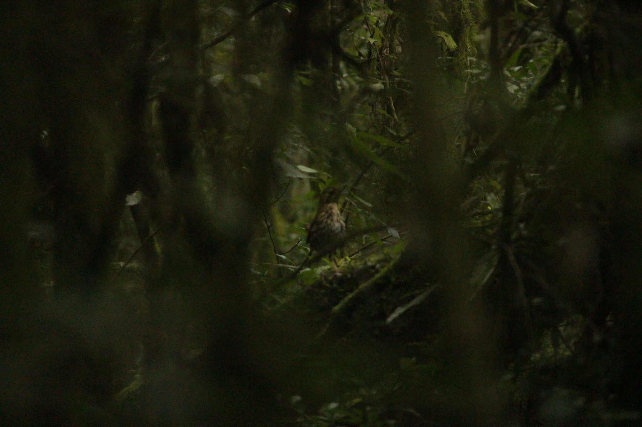 Short-tailed Antthrush (Chamaeza campanisona), photo 9