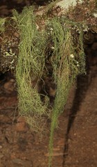 Usnea intermedia