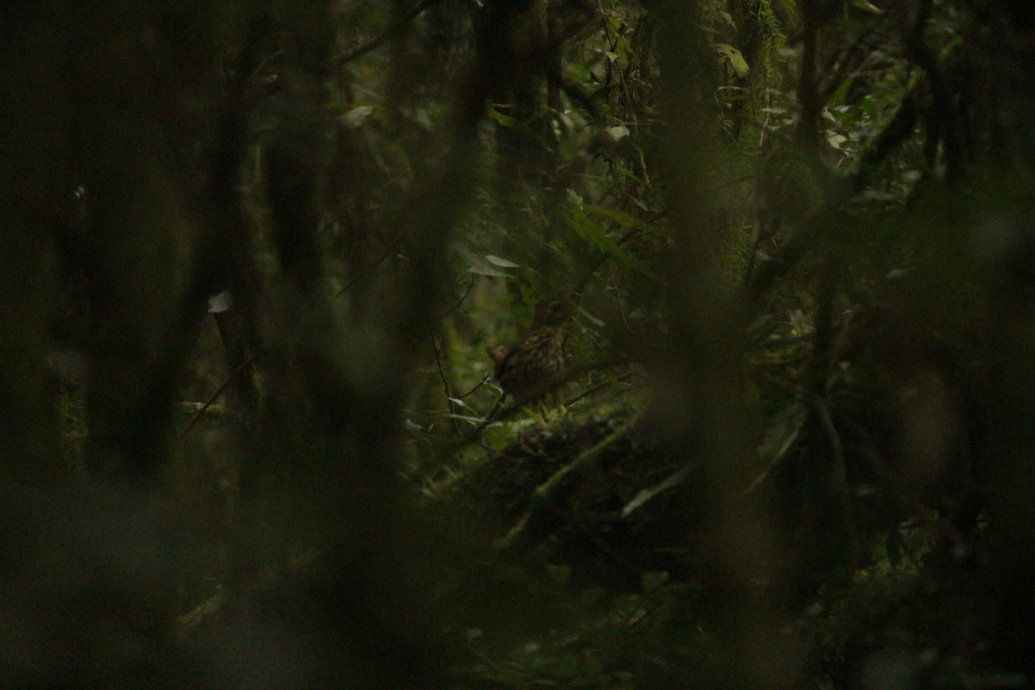Short-tailed Antthrush (Chamaeza campanisona), photo 10