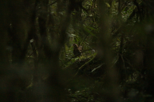 Short-tailed Antthrush (Chamaeza campanisona), photo 2