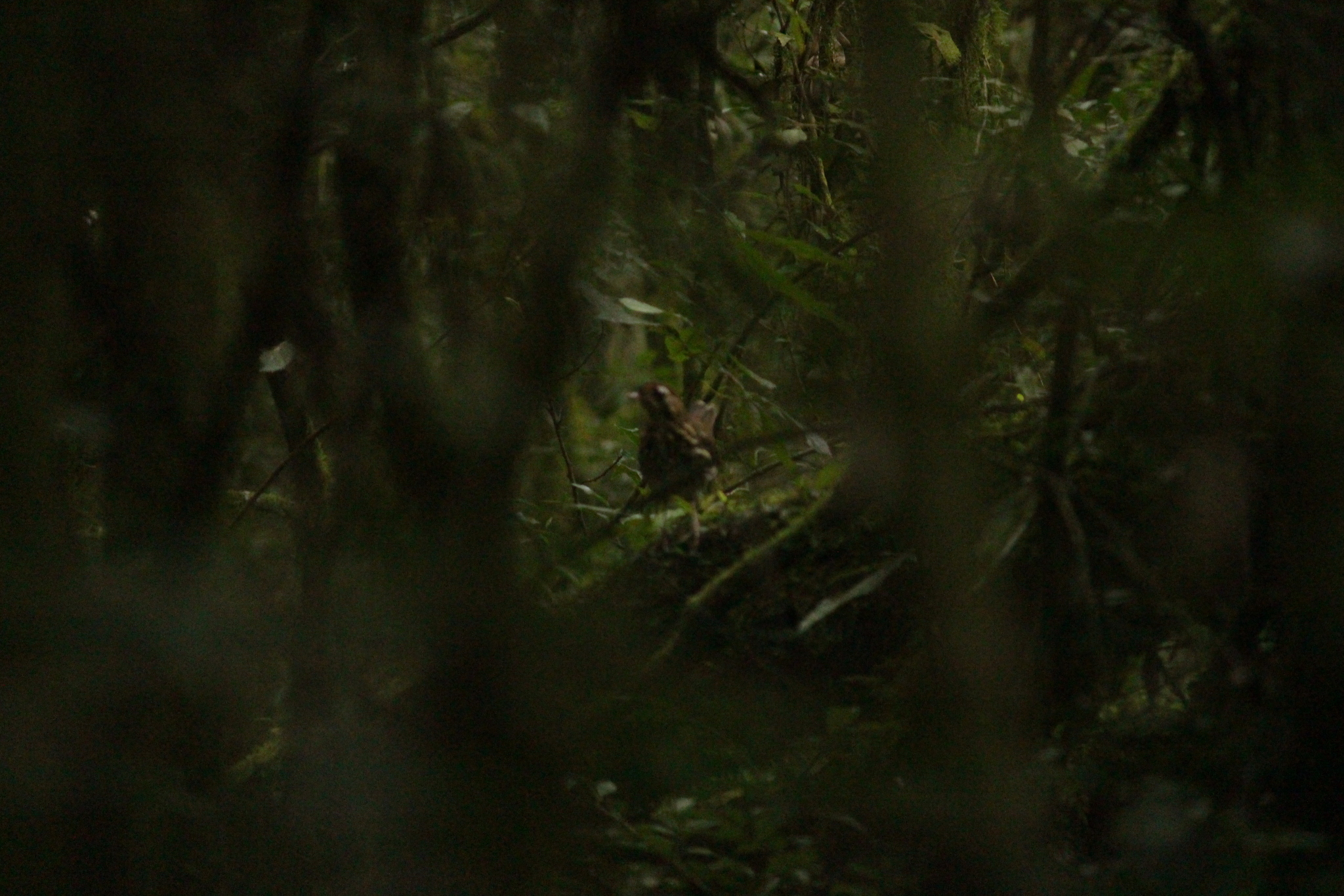 Short-tailed Antthrush (Chamaeza campanisona), photo 4