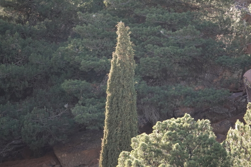 Foto de Cipreste-comum